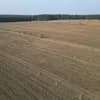 Agroforstsystem nach Pflanzung