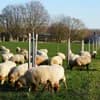 Schafbeweidung auf dem Biohof Berkhöfel Naturkultur 