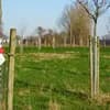 Apfelbäume auf dem Biohof Berkhöfel Naturkultur 