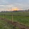 Neu angelegtes Agroforstsystem im Dezember 2025