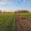 Frisch angelegter Agroforststreifen im November 2025