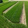 Agroforstsystem Gänsepeter